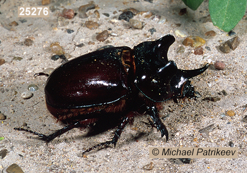 Strategus aloeus (Rutelinae, Scarabaeidae, Coleoptera)